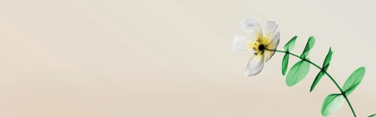 Bacopa monnieri CDRI 08
