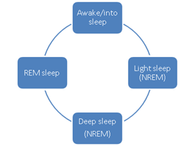 Sleep cycle