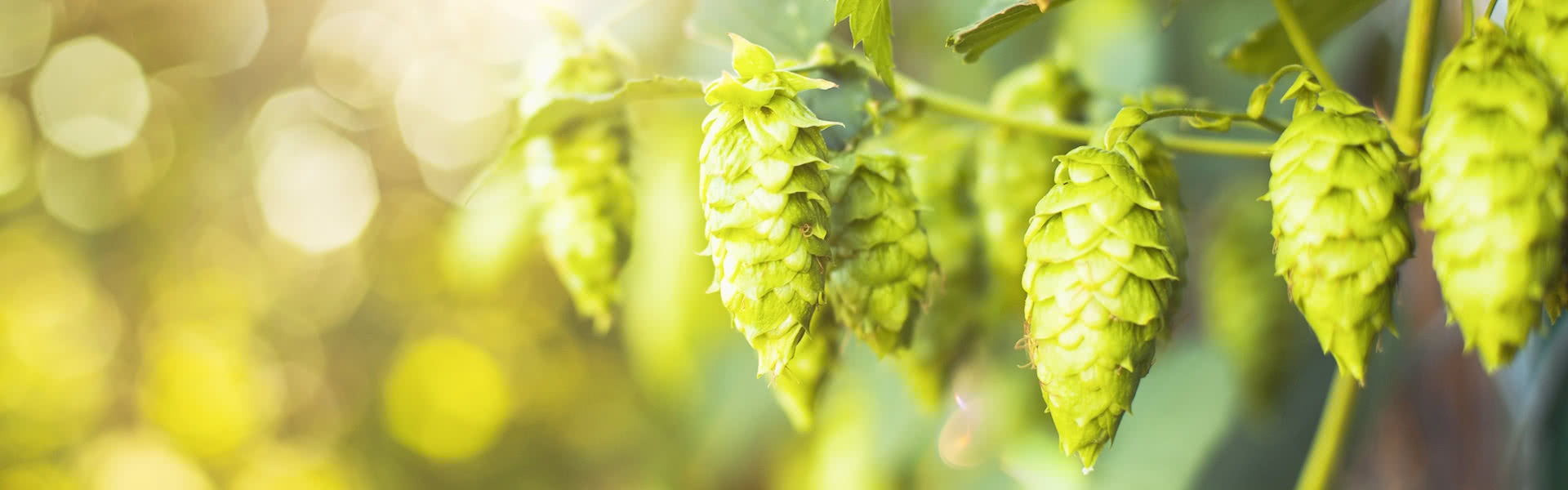 valerian-and-hops-banner-image