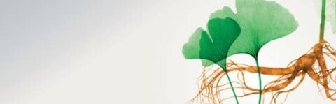 GK501® Ginkgo biloba G115® Panax ginseng
