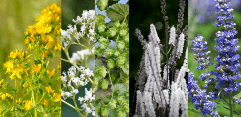 Clinically researched herbs for every day mental health challenges