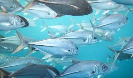 Omega-3 and Omega-6 fish image