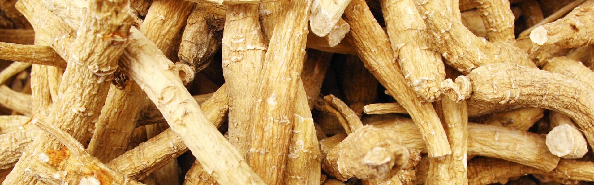 panax-ginseng-banner-image