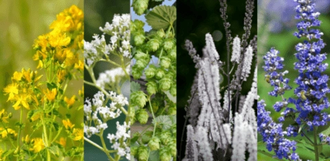 Clinically researched herbs for every day mental health challenges