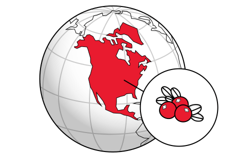 Vaccinium macrocarpon in history