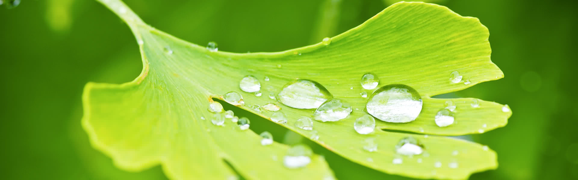 ginkgo and ginseng banner image