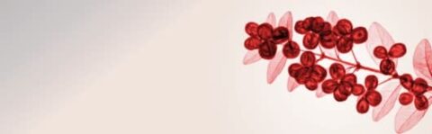 Vaccinium macrocarpon 36mg PACs