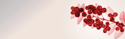 Vaccinium macrocarpon 36mg PACs