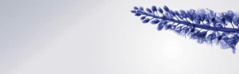 Vitex agnus-castus Ze 440