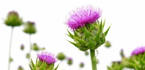 Liver detoxification & the important hepatoprotectant herb