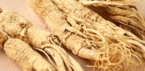 Ginseng for immune support during stressful times