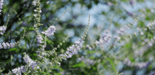 Vitex potential modes of action in PMS – An overview