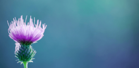 The benefits of silymarin MZ 80 in NAFLD