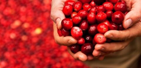 The therapeutic workings of cranberry in the urinary tract and beyond