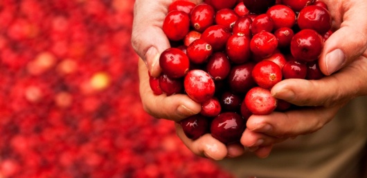 The therapeutic workings of cranberry in the urinary tract and beyond
