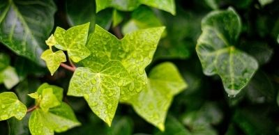 How ivy leaf and the extract EA 575® works