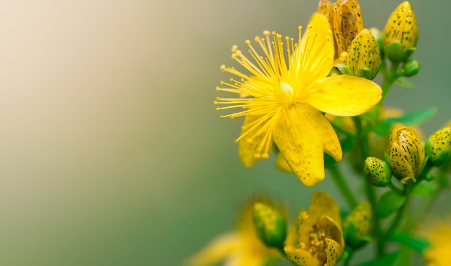 Navigating the World of Natural Medicines image