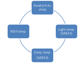 Sleep cycle