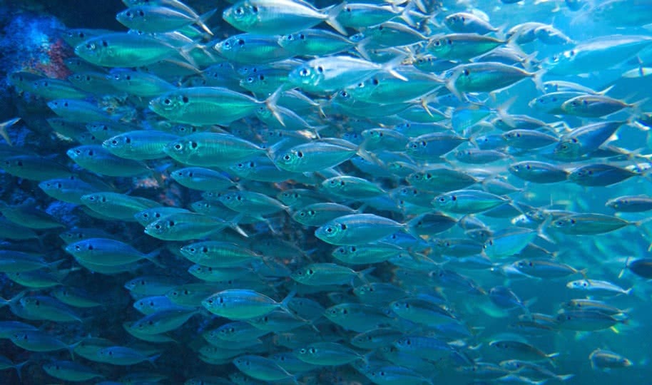fish omega 3 image