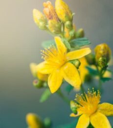 st-johns-wort-listing-image