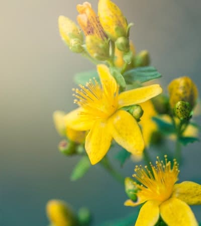 st-johns-wort-listing-image