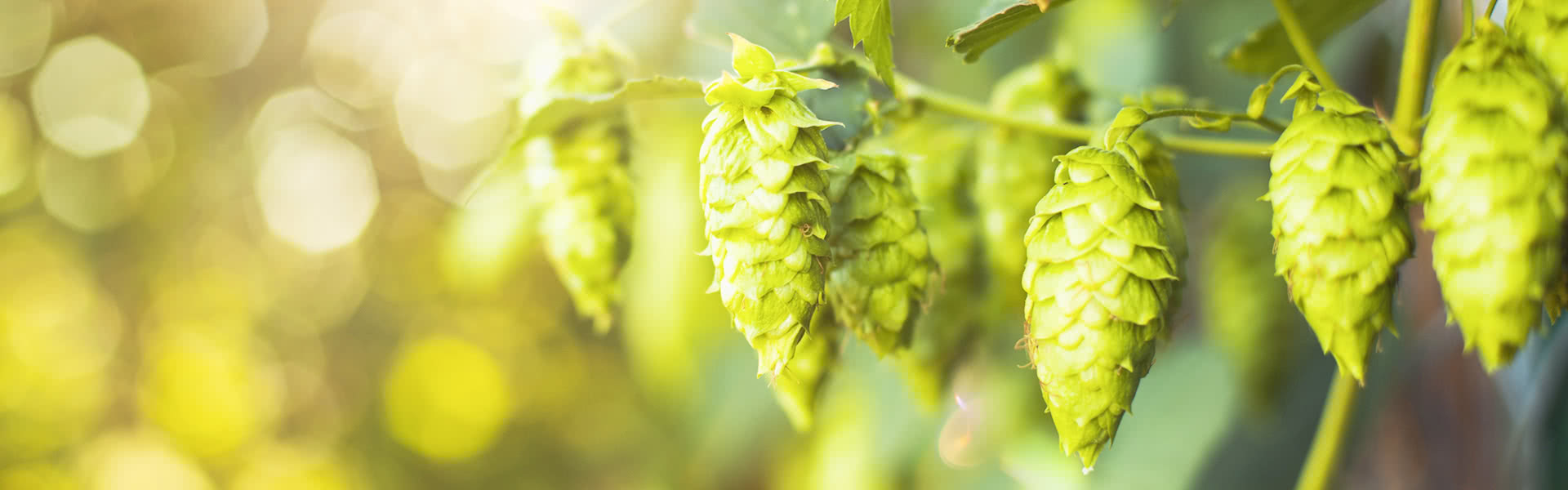 valerian-and-hops-banner-image