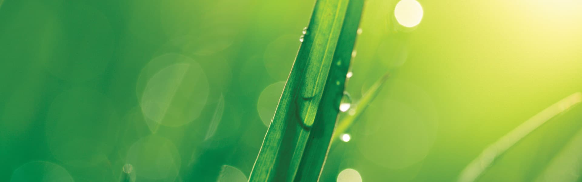 FLAU_default_banner