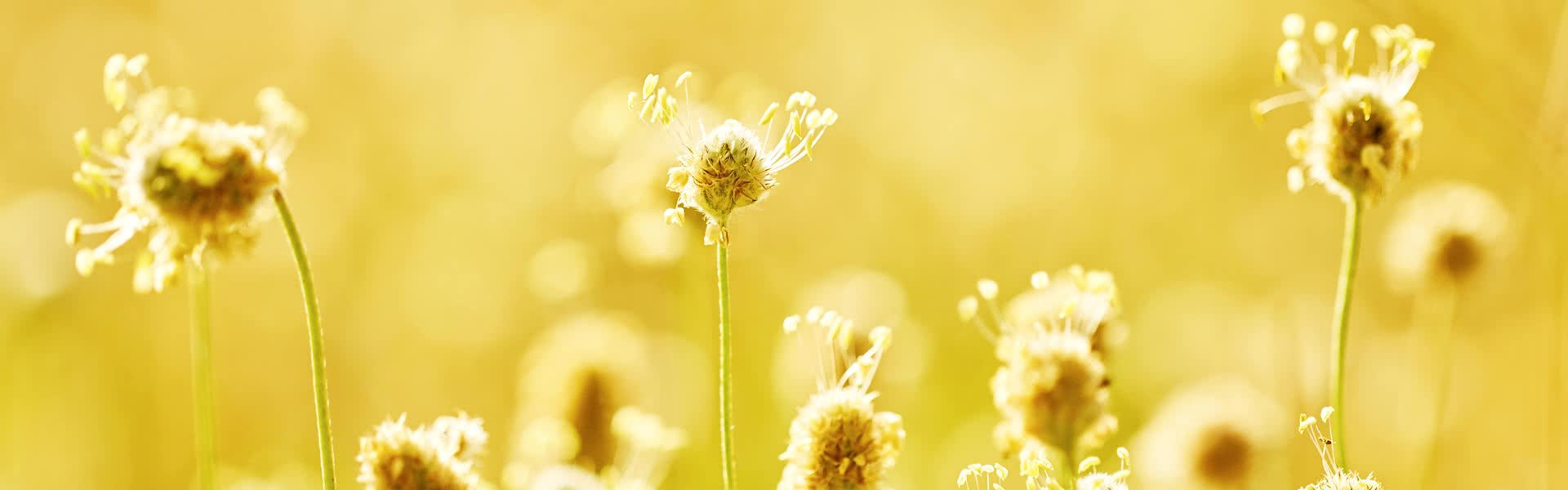 Psyllium Husk and Senna banner image
