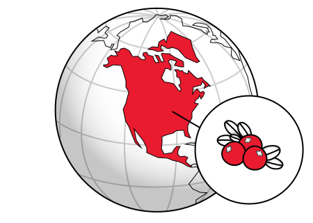 Vaccinium macrocarpon in history