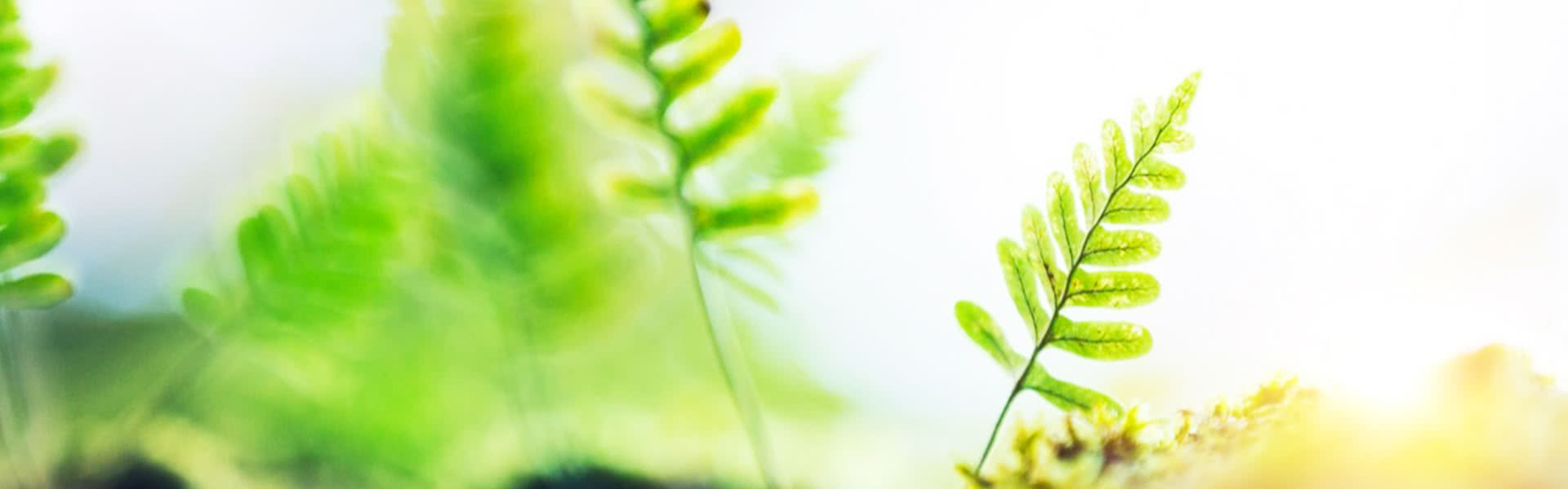 about us page banner