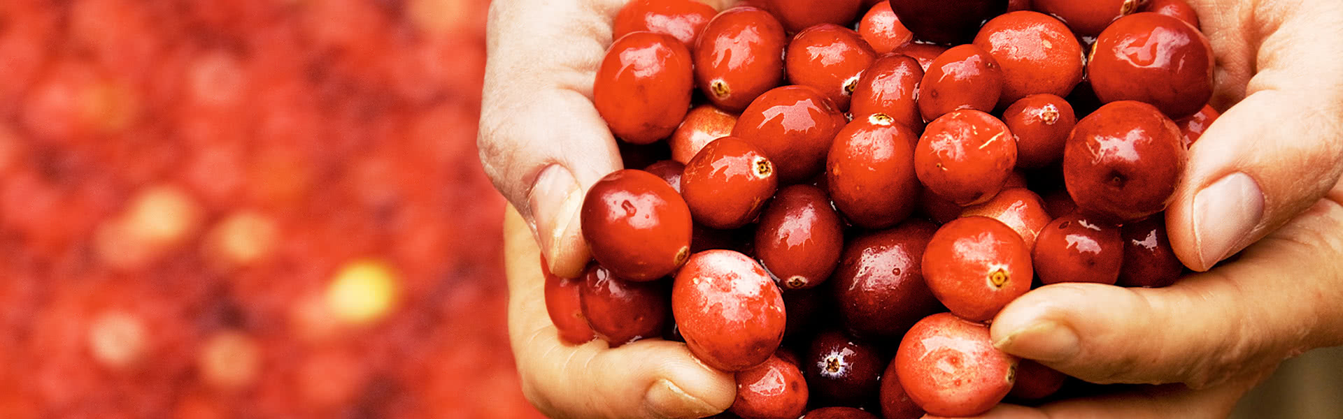 american cranberry banner image