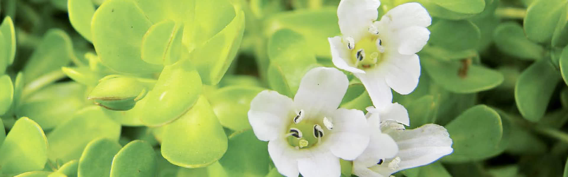 brahmi ingredient banner image