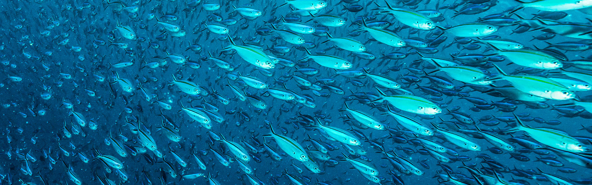 essential-fatty-acid-banner-image