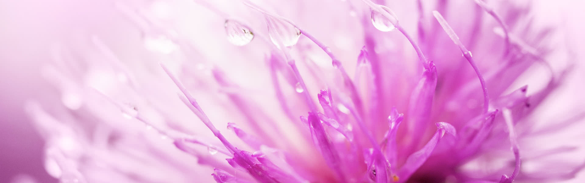 milk thistle banner image