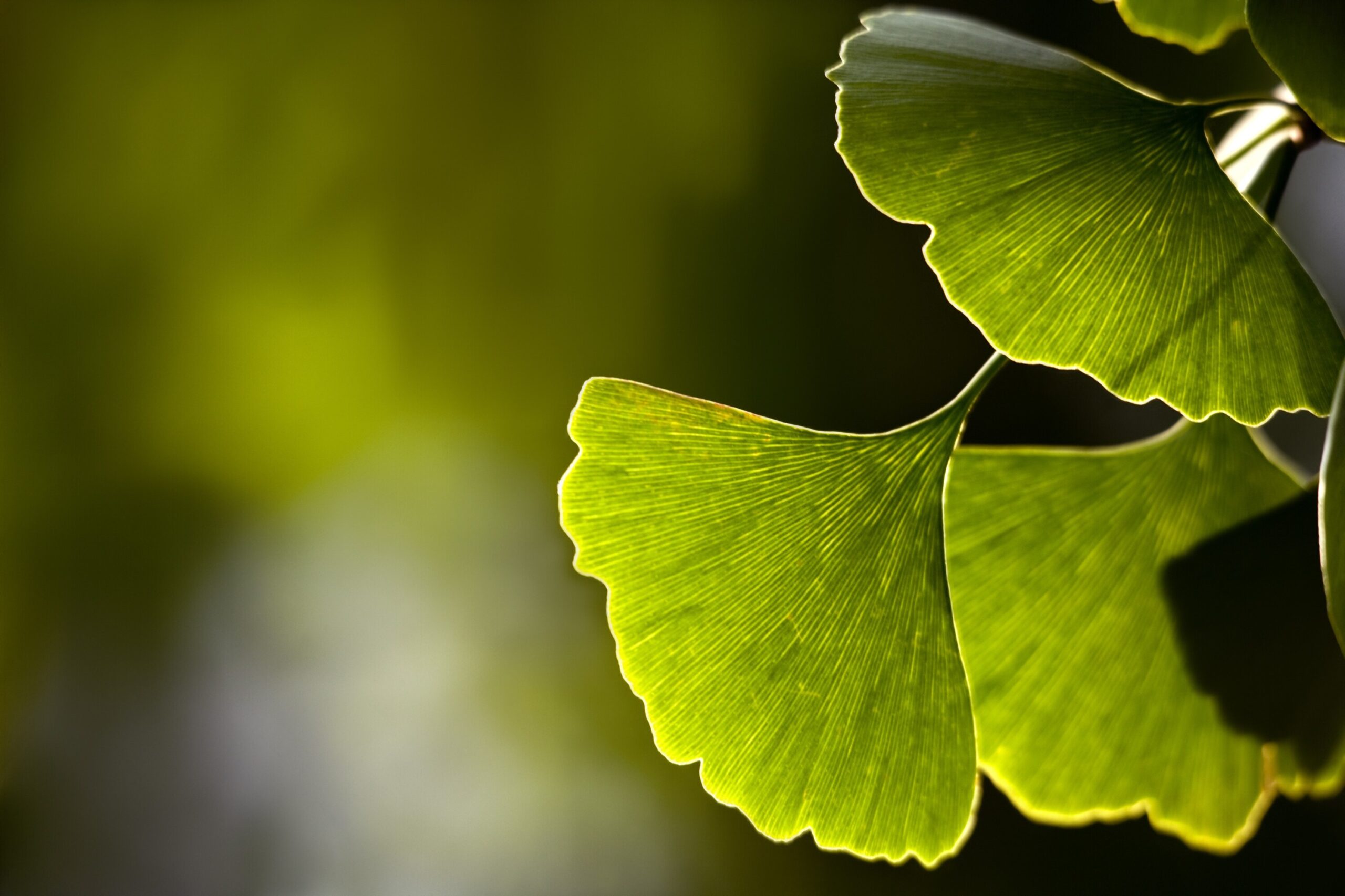 Ginko growing naturally